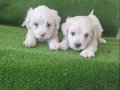Maltese bebeklerimiz 