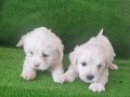 Maltese bebeklerimiz 