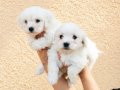 Teacup maltese bebekler