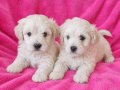 Teacup maltese bebekler