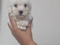 Teacup maltese bebekler