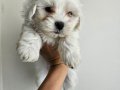 Maltese yavrularım
