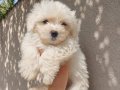 Maltese bebeklerim 