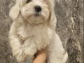 Maltese bebeklerim 