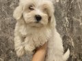 Maltese bebeklerim 