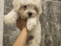 Maltese bebeklerim 