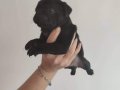 Pugmobs bebeklerim