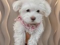 Maltese yavrularımız 
