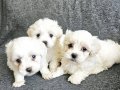 0 numara maltese bebeklerim