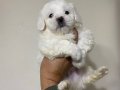0 numara maltese bebeklerim