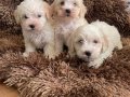Maltese bebeklerim