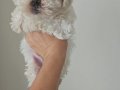 Maltese bebekler 