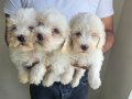 Maltese bebekler 