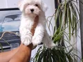 Maltese bebeklerim