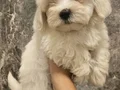 Maltese yavrularımız 