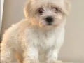 Maltese yavrularımız 
