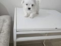 Maltese bebeklerimiz 