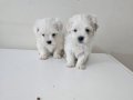 Maltese bebeklerimiz 