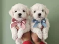 Maltese bebeklerimiz 