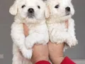 Maltese bebeklerimiz 