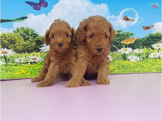 TOY POODLE YAVRU 