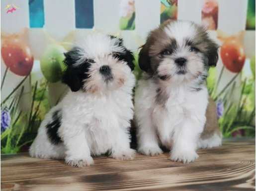 Shih Tzu Yavru 