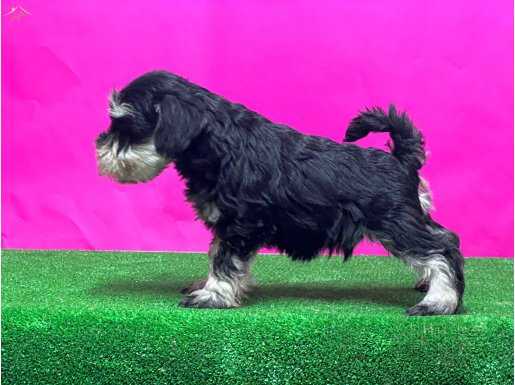 Show kalitede minyatür Schnauzer yavrular 