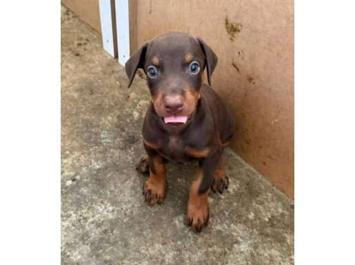 Gözü Pek Doberman Yavruları Sizi Bekliyor