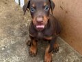 Gözü Pek Doberman Yavruları Sizi Bekliyor
