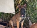 Belçika Çoban Köpeği (Malinois)
