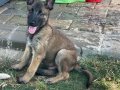 Belçika Çoban Köpeği (Malinois)