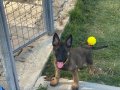 Belçika Çoban Köpeği (Malinois)