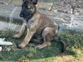 Belçika Çoban Köpeği (Malinois)