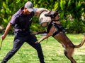 Belçika Çoban Köpeği (Malinois)