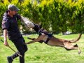 Belçika Çoban Köpeği (Malinois)