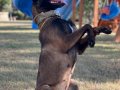Belçika Çoban Köpeği (Malinois)