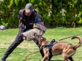 Belçika Çoban Köpeği (Malinois)