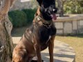 Belçika Çoban Köpeği (Malinois)