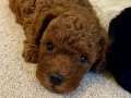 Toy poodle Red Aşıları başlanıldı