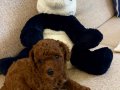 Toy poodle Red Aşıları başlanıldı