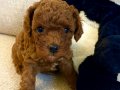 Toy poodle Red Aşıları başlanıldı