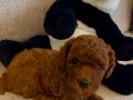Toy poodle Red Aşıları başlanıldı