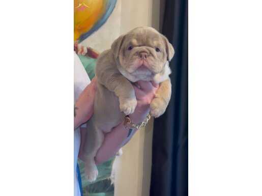 SİTENİN EN GÜZEL İNGİLİZ BULDOG BEBEKLERİ