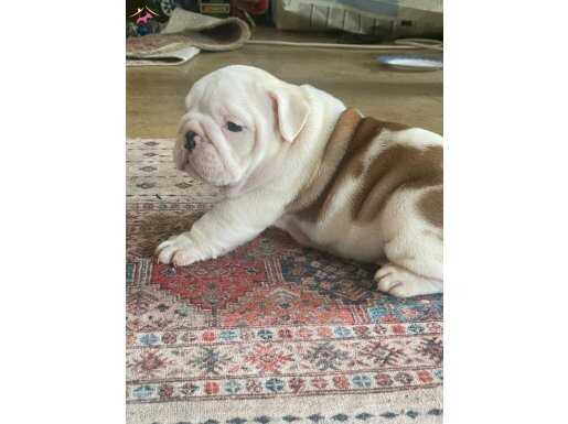 SEVİMLİ İNGİLİZ BULDOG YAVRULAR