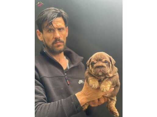 SİTENİN EN RENKLİ  İNGİLİZ  BULDOG BEBEKLERİ