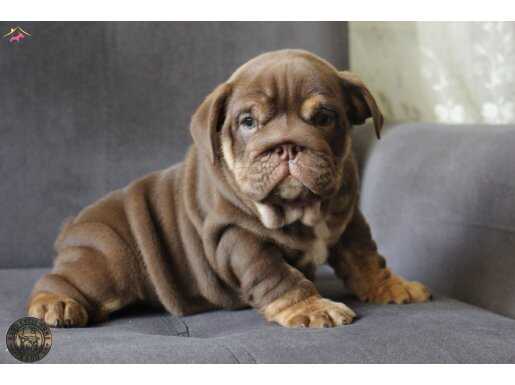 ŞİRİN İNGİLİZ  BULDOG YAVRULAR