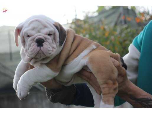 ŞEHİRİN DEDİKODULARI