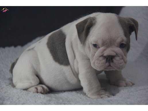 SINIFININ EN RENKLİ  İNGİLİZ  BULDOG YAVRULARI