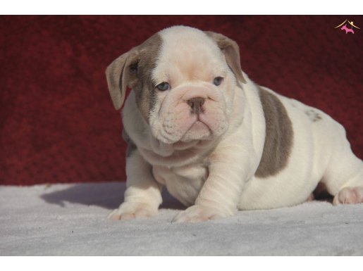 ÇİKOLATA  İNGİLİZ  BULDOG YAVRULAR