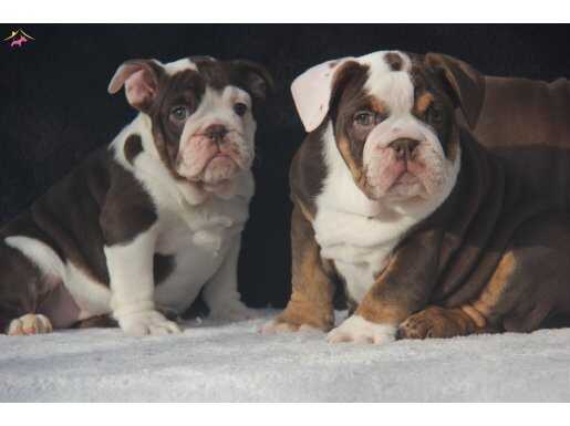 EGZOTİC İNGİLİZ BULDOG YAVRULAR